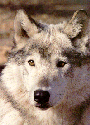 gwolf